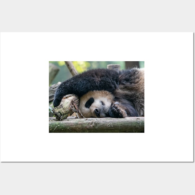 Panda Nap Time Wall Art by LukeDavidPhoto